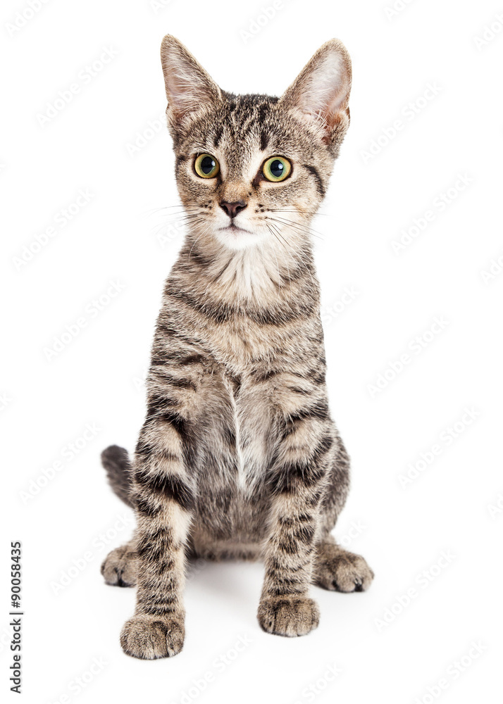 Cute Tabby Kitten Sitting Tall