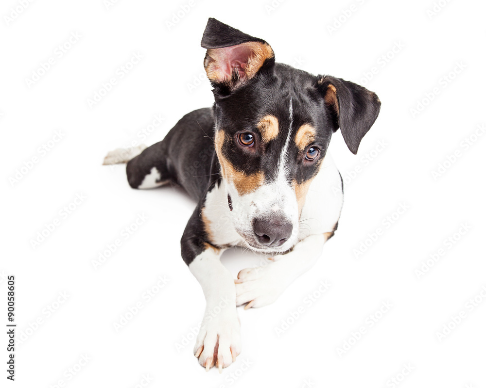 Cute Tri-Color Crossbreed Dog Laying