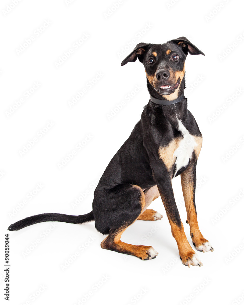 Friendly Hound Crossbreed Dog Sitting