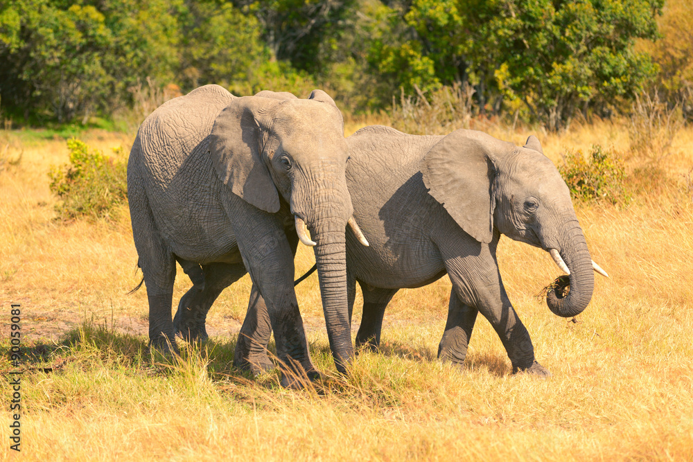 Fototapeta premium Elephants in Masai Mara