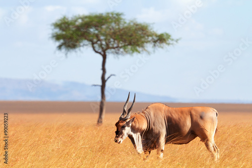 Fototapeta Naklejka Na Ścianę i Meble -  Eland antelope, Masai Mara