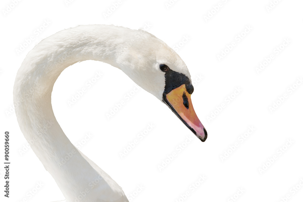 Naklejka premium Swan portrait isolated on white. 