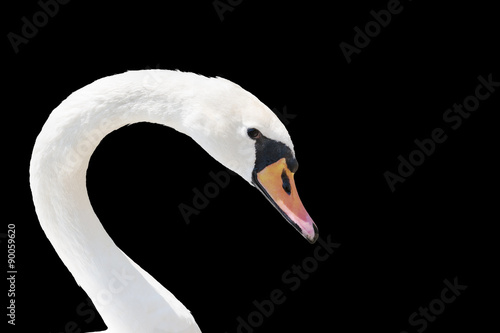 Swan portrait isolated on black.
