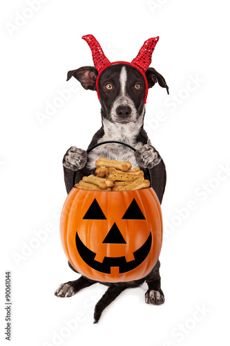 Halloween Puppy Trick-or-Treat © adogslifephoto