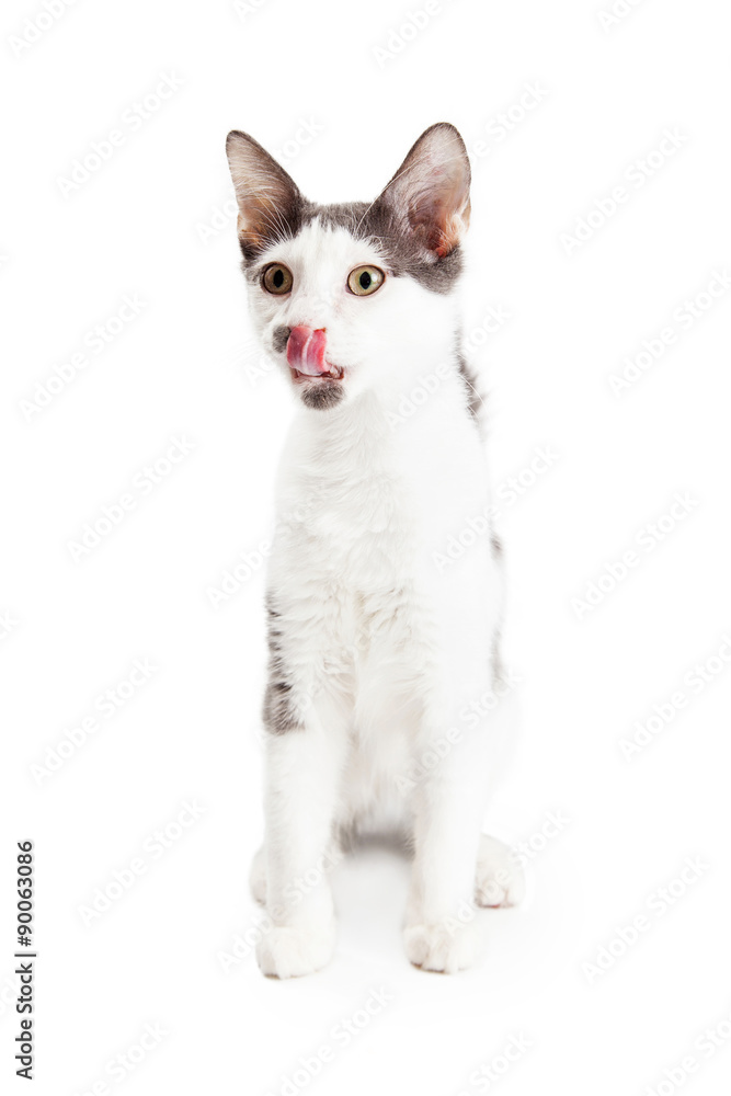 Hungry Kitten With Tongue Out Hungry Kitten With Tongue Out