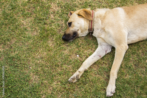 Fototapeta Naklejka Na Ścianę i Meble -  dog lying on grass
