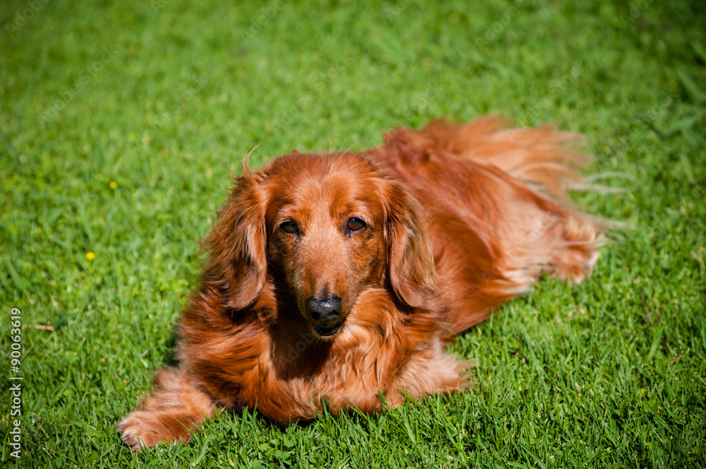 Golden dachshund lying on green lawn looking directly at camera