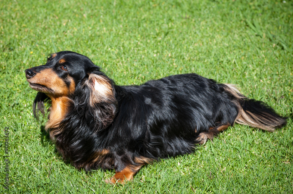 Beautiful lonely black dachshund on lawn looking upwards Beautiful lonely black dachshund on lawn looking upwards