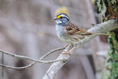 White-throated Sparrow