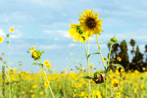 Monday Morning Sunflower field