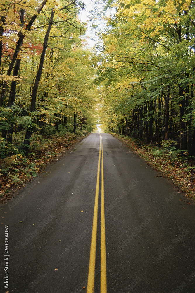 Road lined with trees Road lined with trees