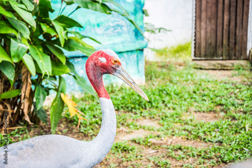 Obraz premium sarus crane