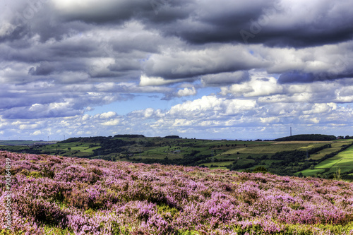 Fotografie Heather on the moors