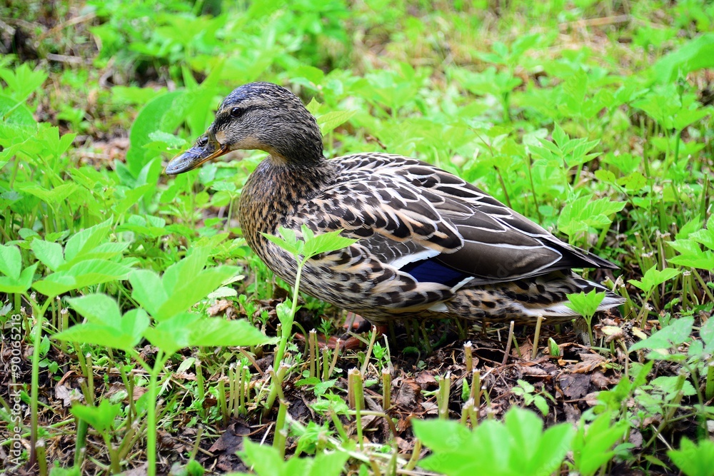 Beautiful duck in the Trakai in Lithuania Beautiful duck in the Trakai in Lithuania