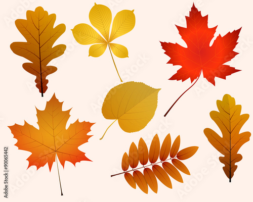 Autumn leaves