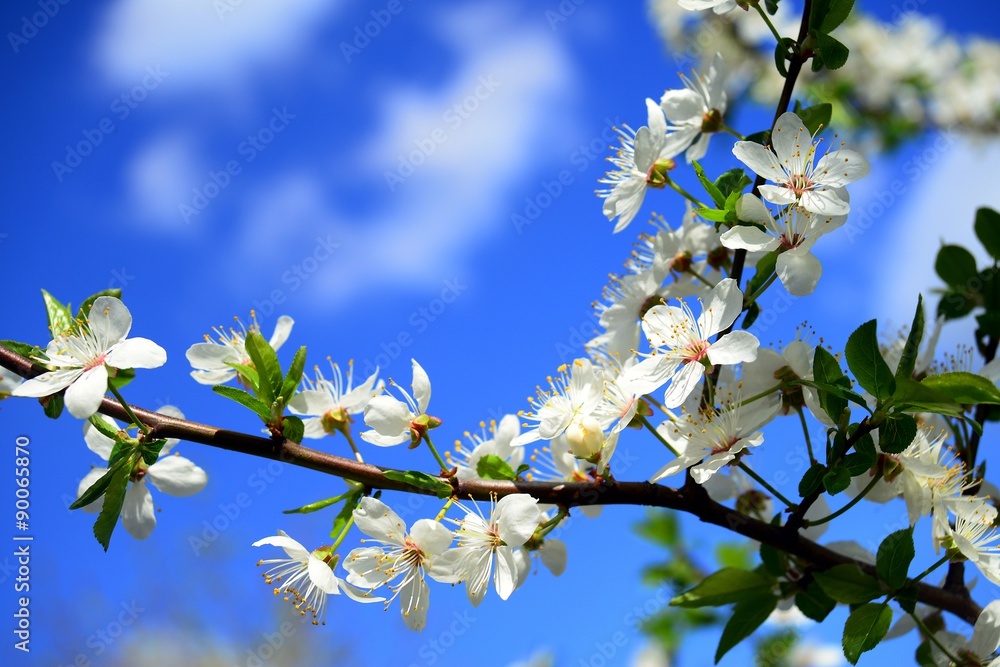 Caucasian plum white blossom and blue sky Caucasian plum white blossom and blue sky