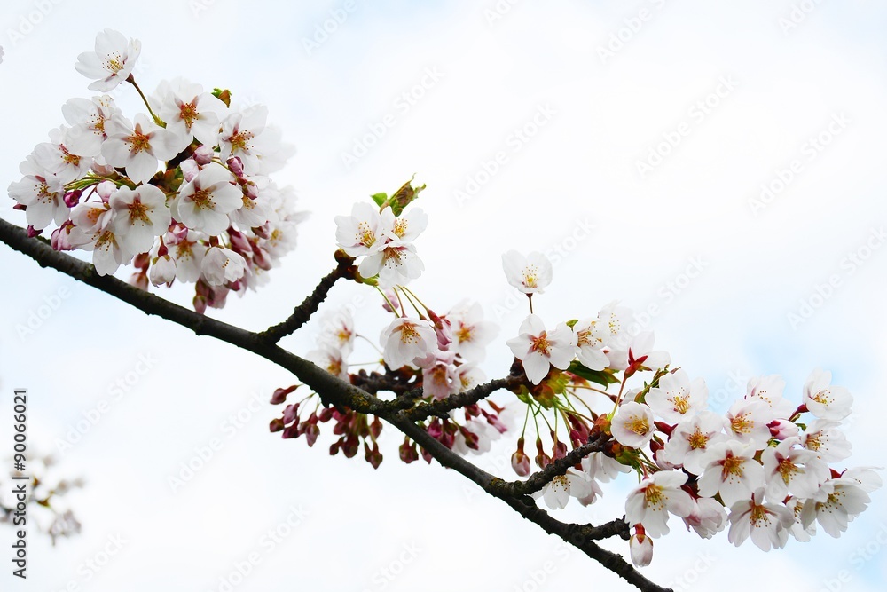 Beautiful pink cherry blossom in Vilnius city Beautiful pink cherry blossom in Vilnius city