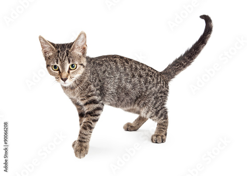 Wallpaper Mural Tabby Kitten Side View Looking Forward Torontodigital.ca