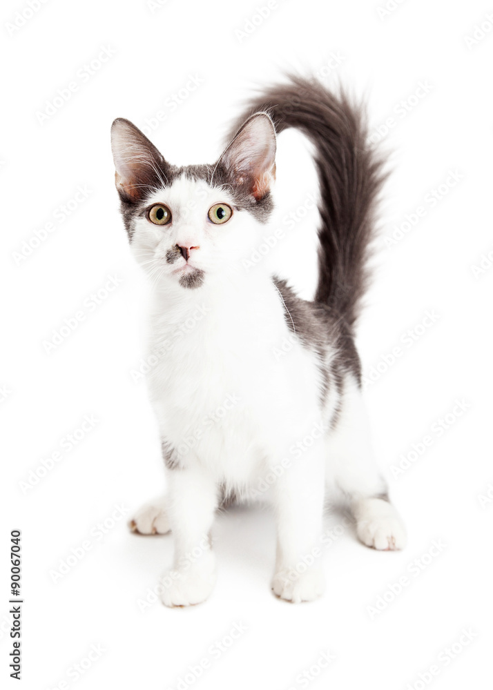 White cat with grey patches hotsell