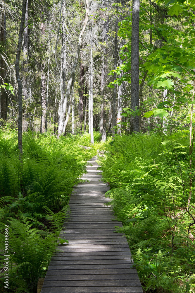 Nationalpark Skuleskogen, Höga Kusten, Schweden Nationalpark Skuleskogen, Höga Kusten, Schweden