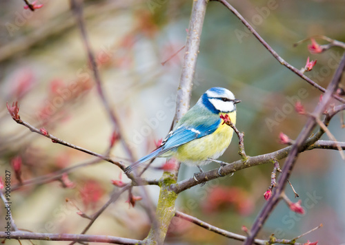 Blue Tit Bird © manfredxy