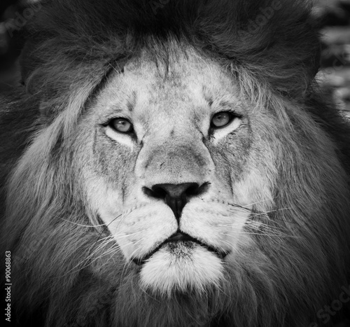 Black and white Portrait of  a lion