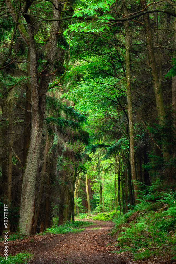 Obraz premium Verträumte Szene im Wald