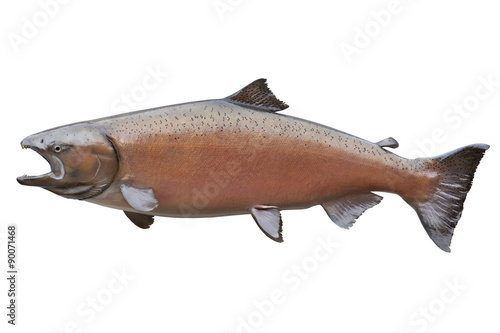 Obraz na płótnie King or Chinook salmon isolated on white