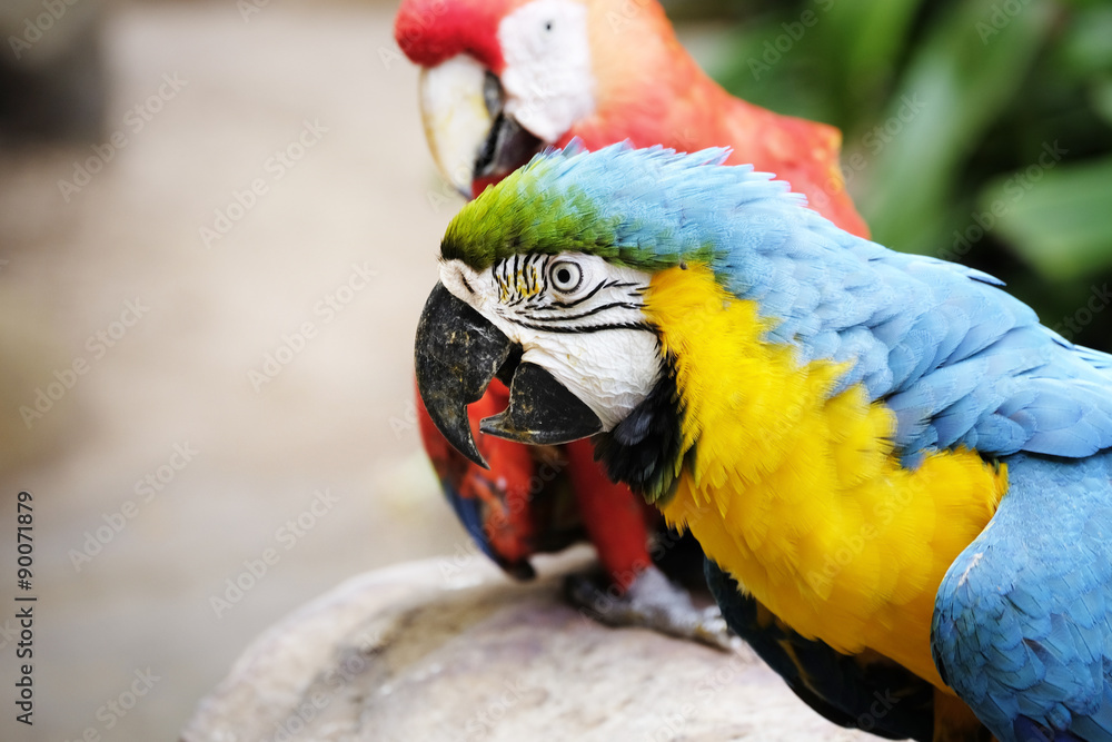 Naklejka premium Portrait of blue and gold macaw parrot