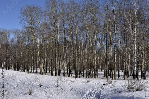 Wallpaper Mural Birch trees Torontodigital.ca