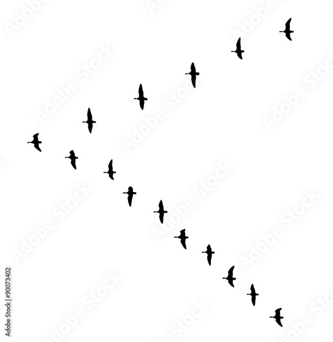 Greater white-fronted goose wedge in flight silhouettes