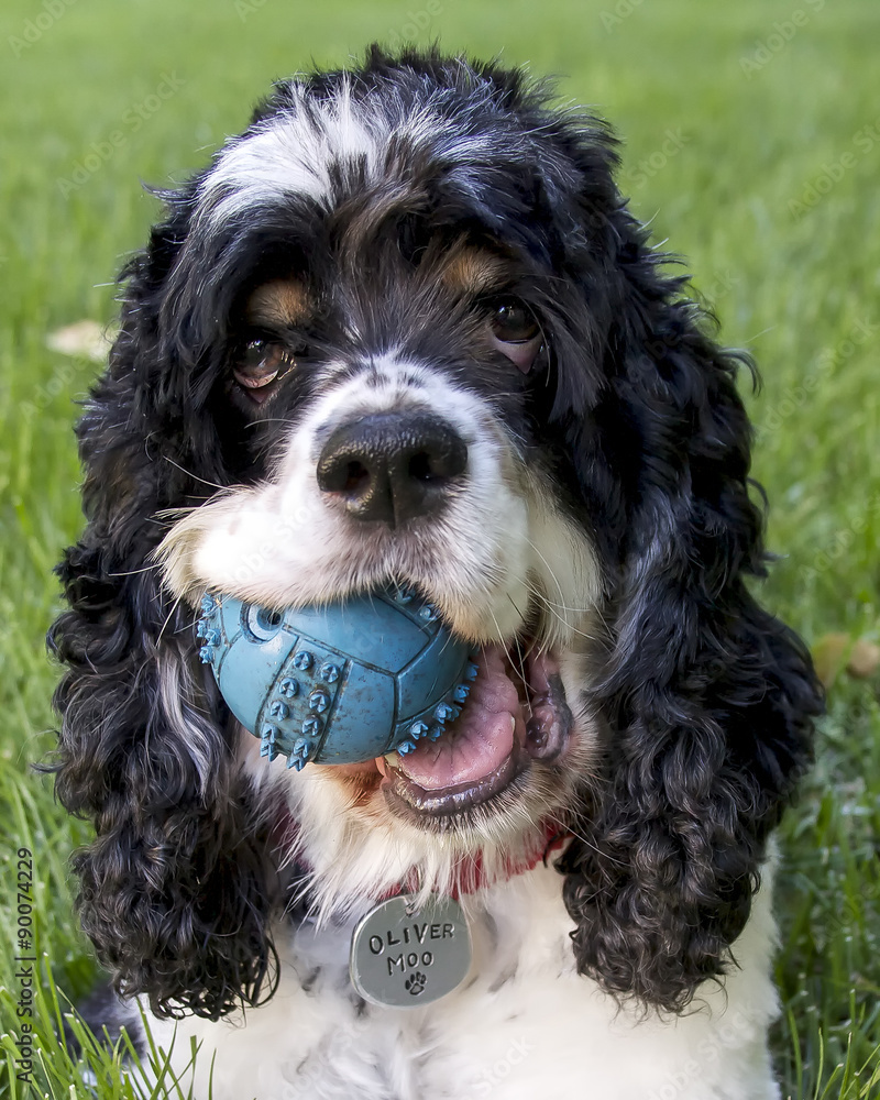 Cocker spaniel closeup portrait. Isolated on green grass Cocker spaniel closeup portrait. Isolated on green grass