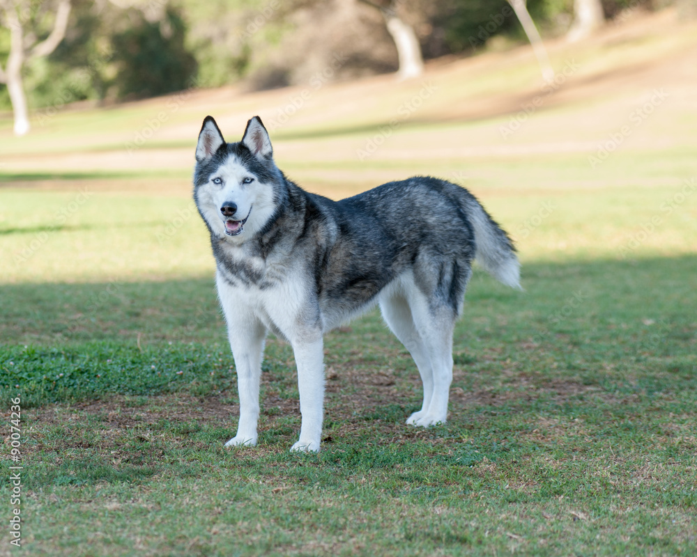 Siberian Husky dog standing strong.