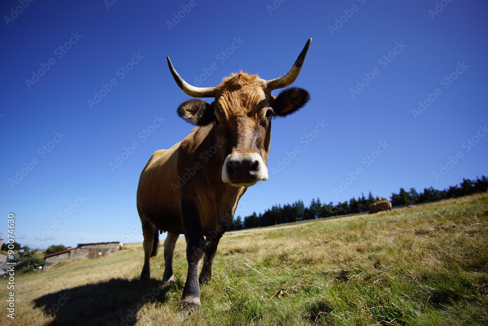 Vache à cornes