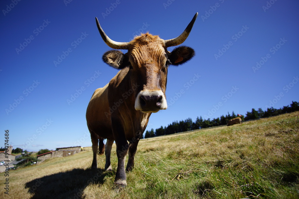 Vache à cornes