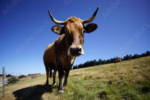 Vache à cornes © qech