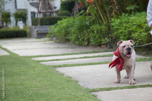 Tableau sur toile English Bulldog