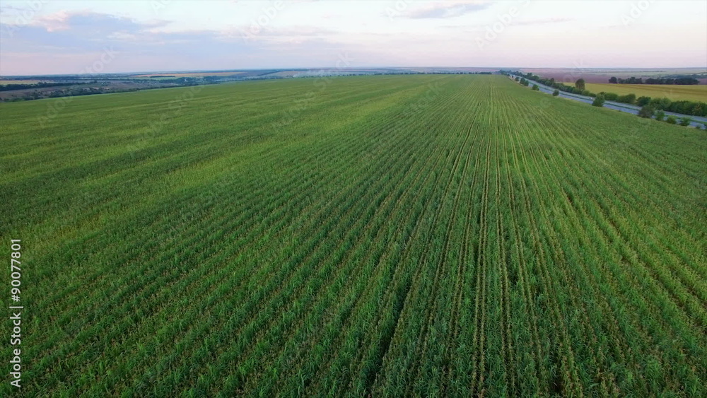Aero Flight over the corn field in sunset Aero Flight over the corn field in sunset