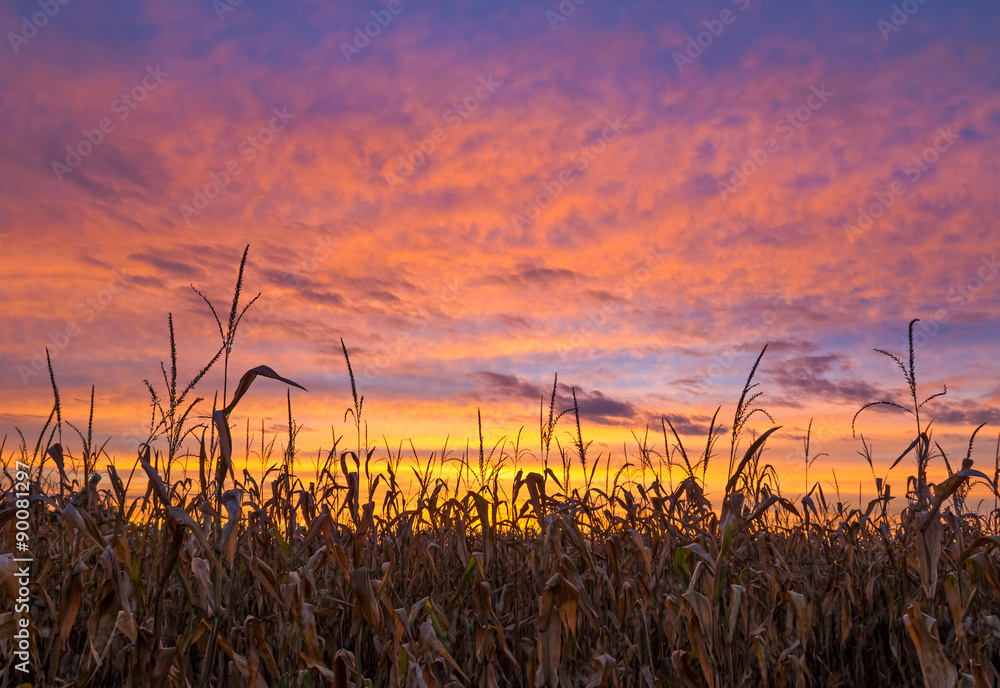 Obraz premium Niwa i niebo zachód słońca