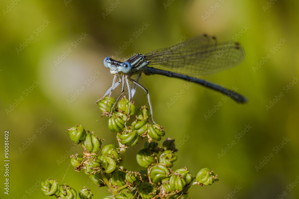Gemeine Federlibelle (Platycnemis pennipes)
