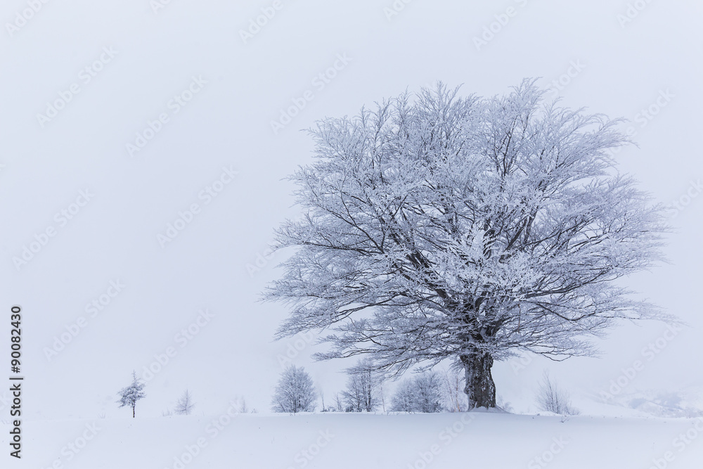 Fototapeta premium Scenery in the mountains, in winter