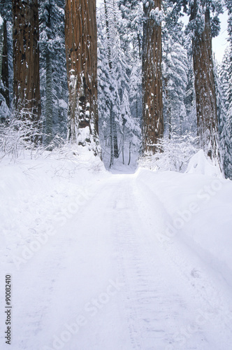 Wallpaper Mural Winter Road in Sequoia National Park, California Torontodigital.ca