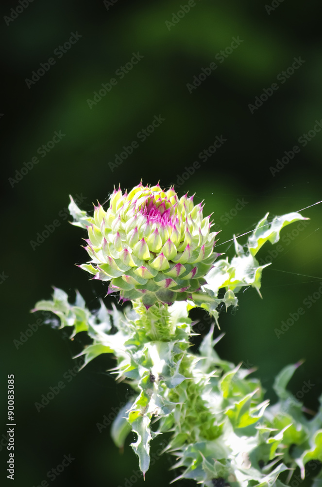 Bur Flower Bur Flower
