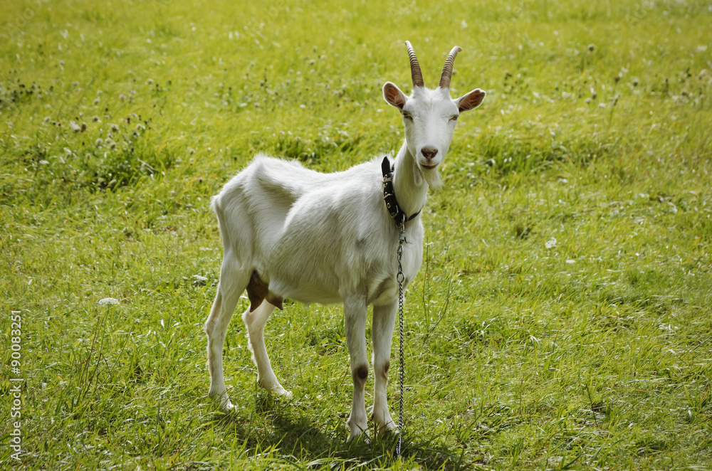 White Goat White Goat
