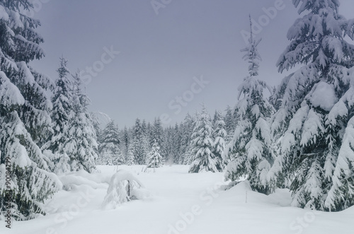 Winter in the forest. Russian nature