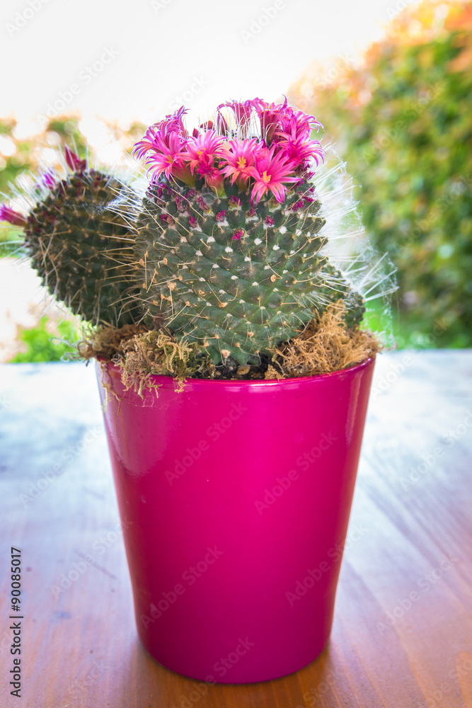 Cactus with small pink flowers.