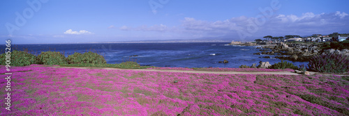 Ice Plants and Coreopsis in Springtime, Channel Islands, California #90085266