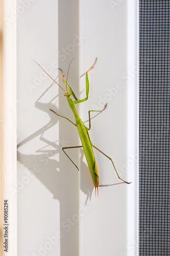 Praying Mantis insect in nature. Mantis religiosa.