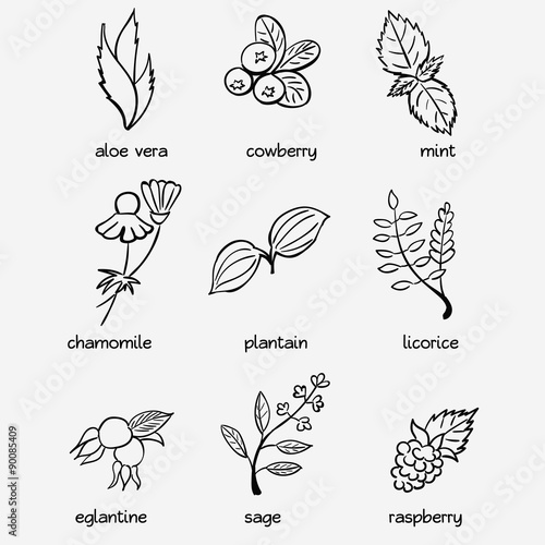 Herbs