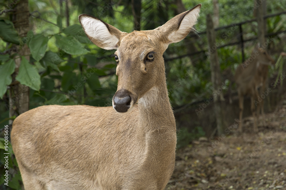 Fallow deer Fallow deer